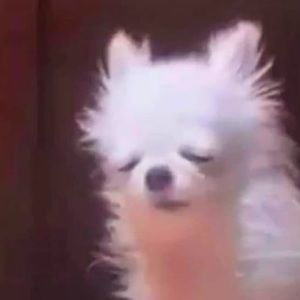 Meet your Posher, Marilyn